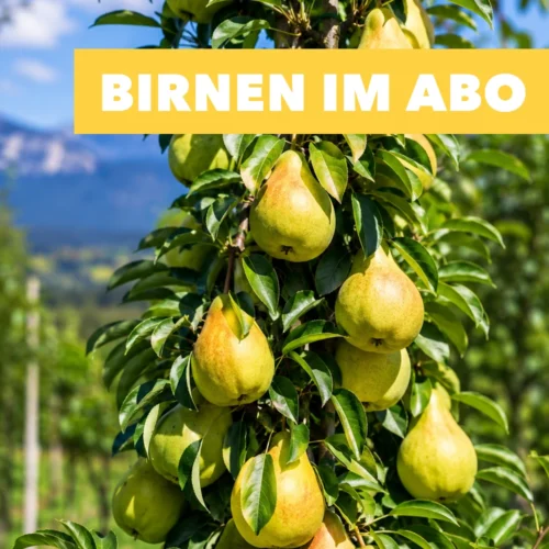900 Birnenabo